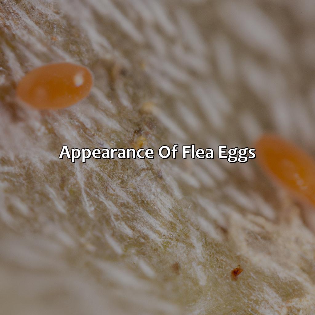 Appearance Of Flea Eggs  - What Color Are Flea Eggs, 