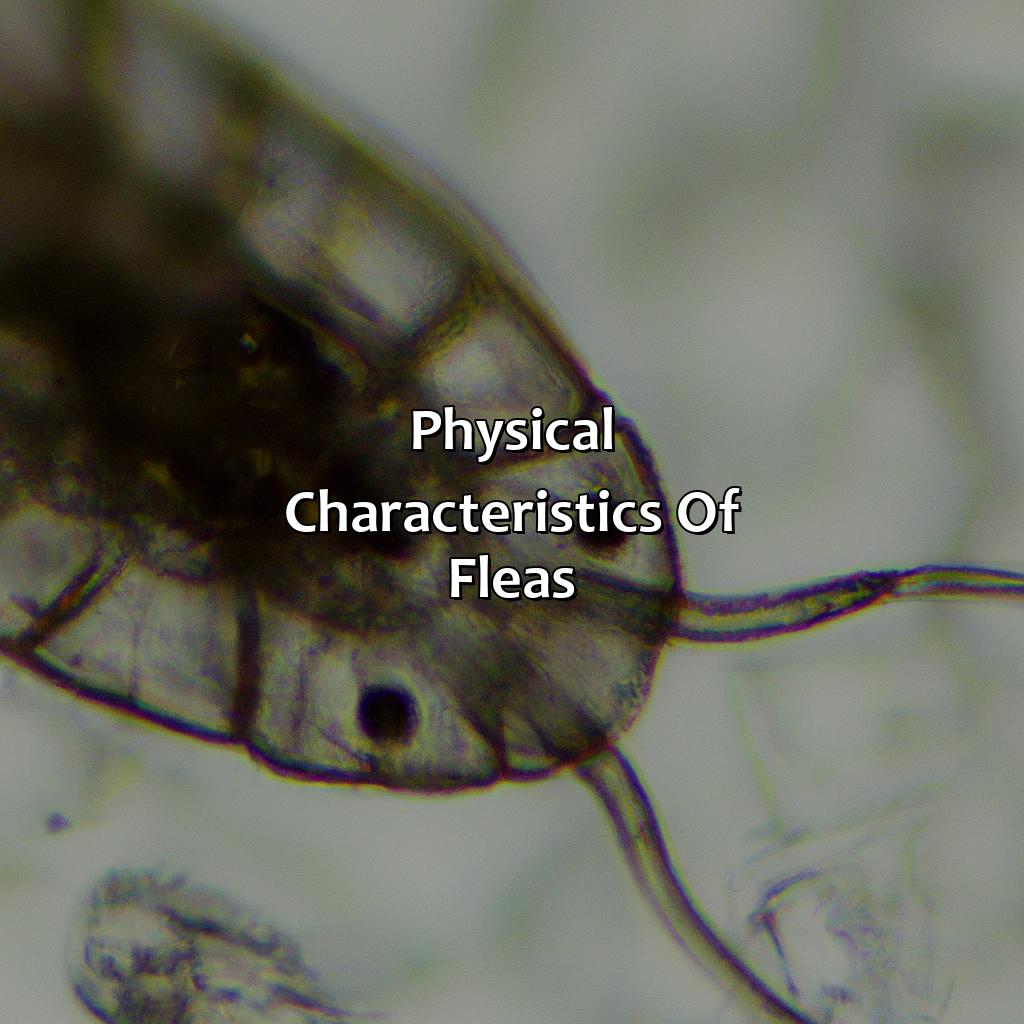 Physical Characteristics Of Fleas  - What Color Are Fleas, 