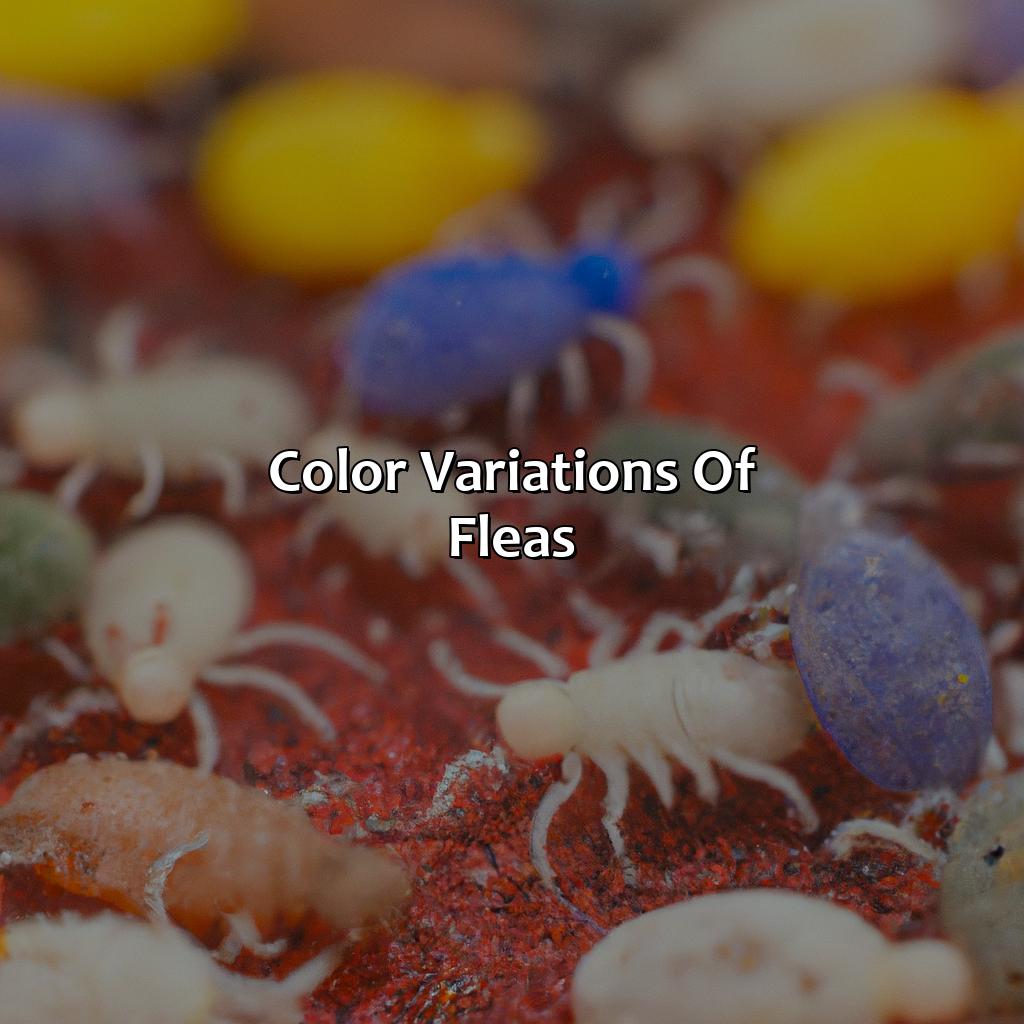 Color Variations Of Fleas  - What Color Are Fleas, 