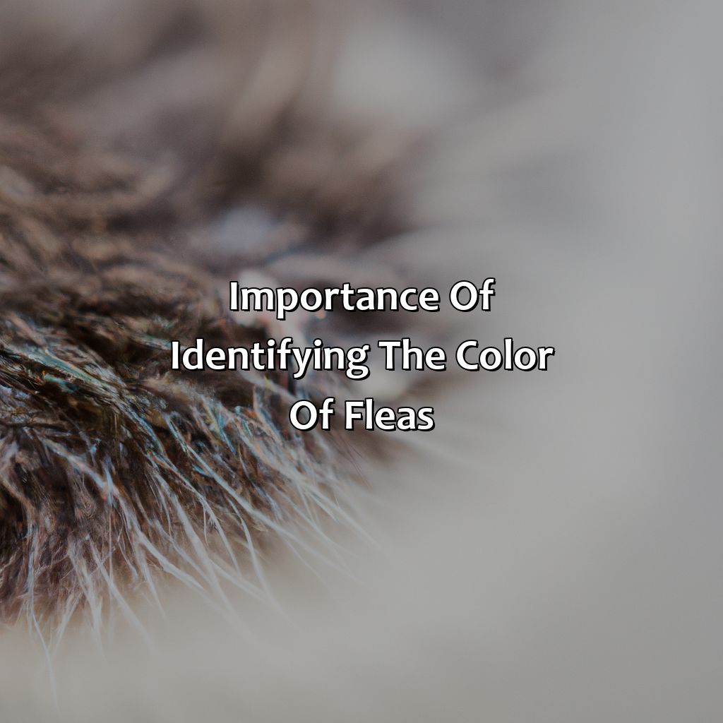 Importance Of Identifying The Color Of Fleas  - What Color Are Fleas, 