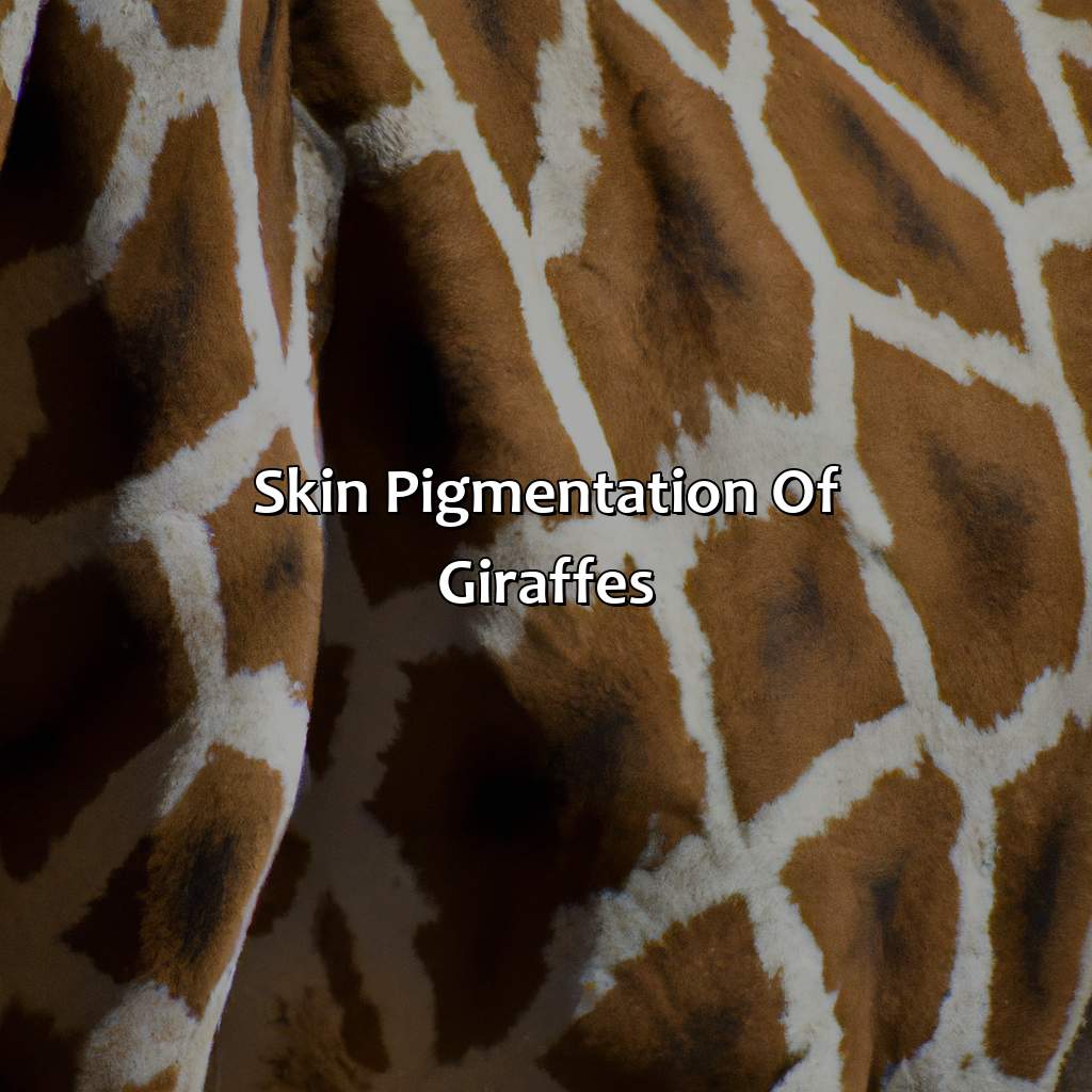 Skin Pigmentation Of Giraffes  - What Color Are Giraffes, 