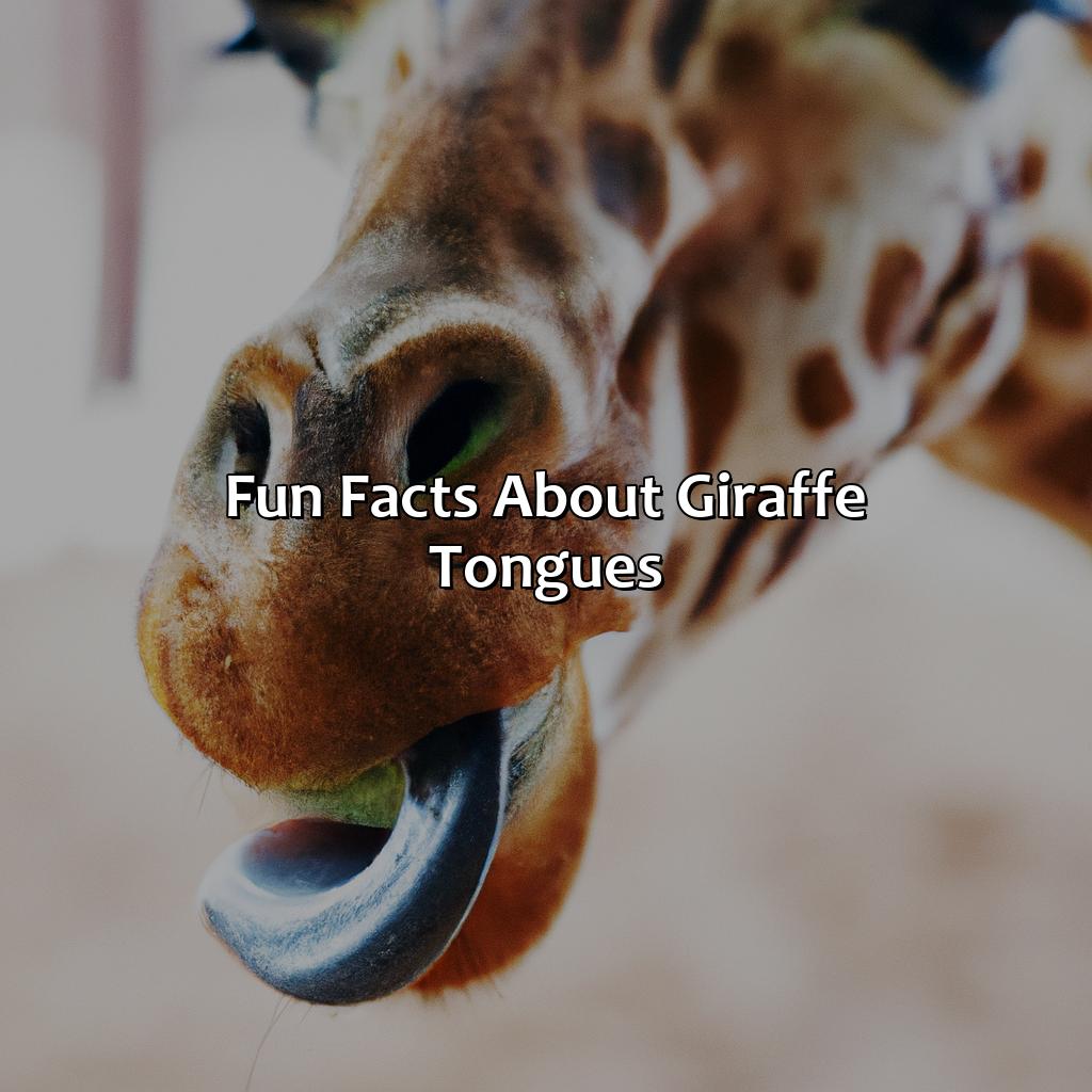 Fun Facts About Giraffe Tongues  - What Color Are Giraffes Tongues, 