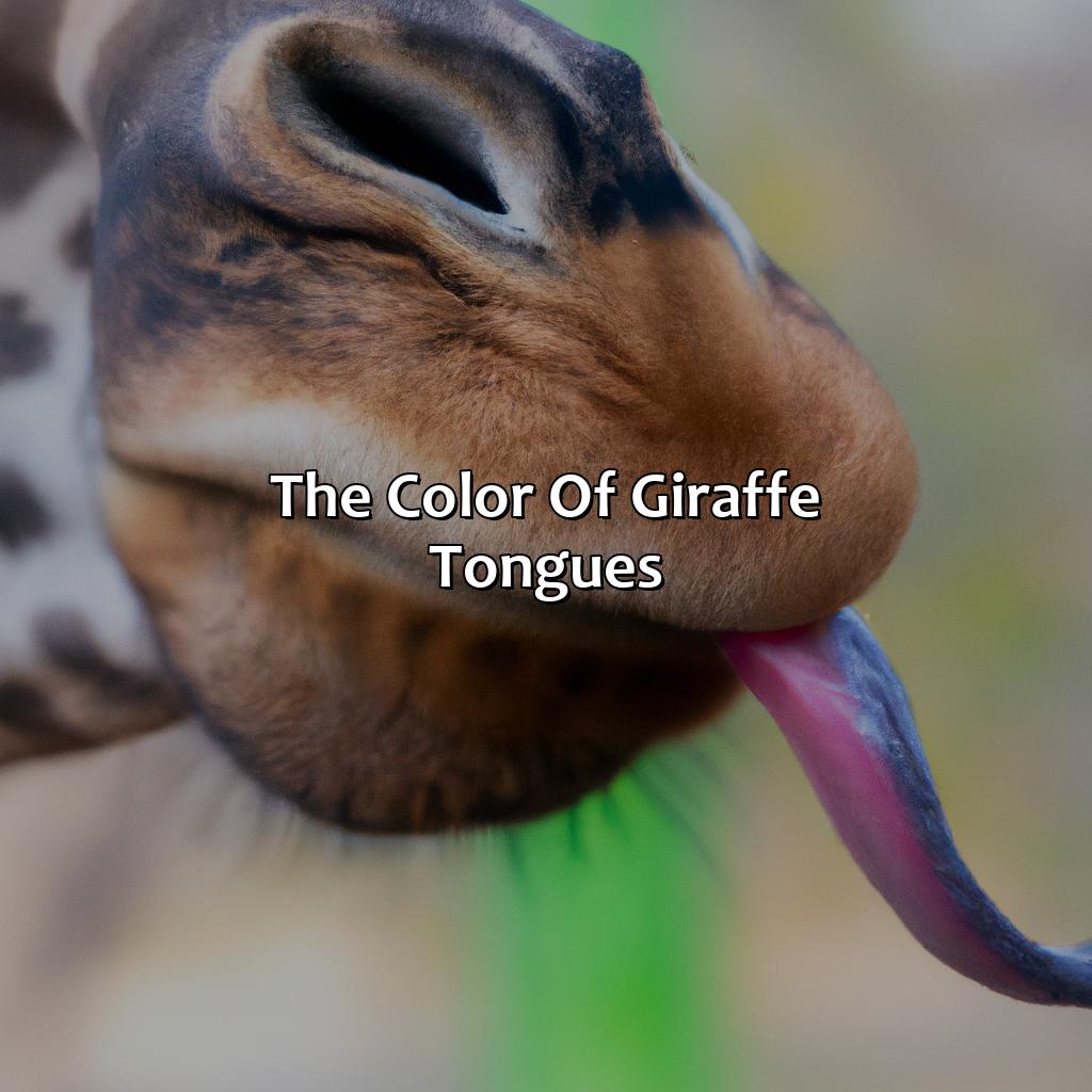 The Color Of Giraffe Tongues  - What Color Are Giraffes Tongues, 