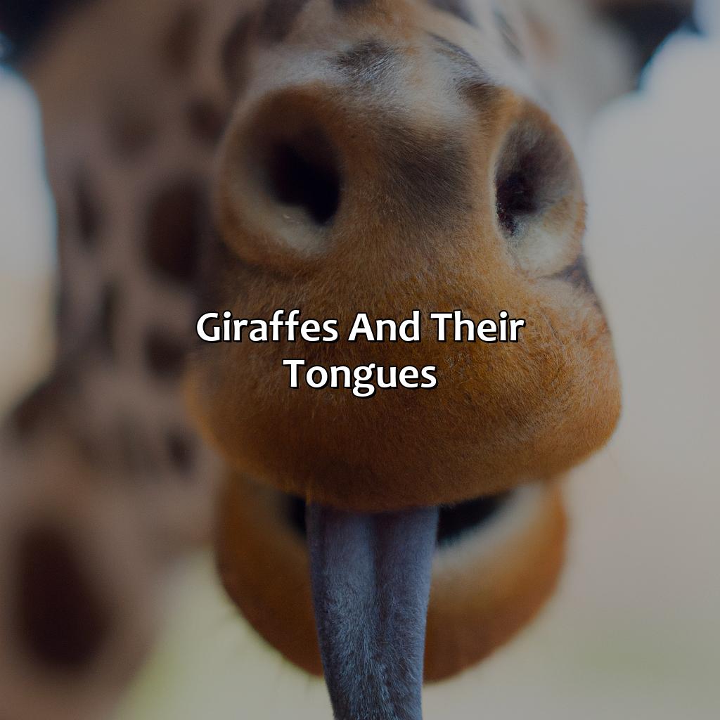 Giraffes And Their Tongues  - What Color Are Giraffes Tongues, 
