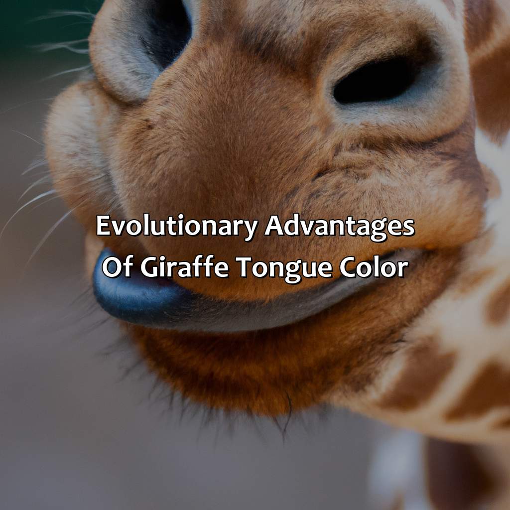 Evolutionary Advantages Of Giraffe Tongue Color  - What Color Are Giraffes Tongues, 
