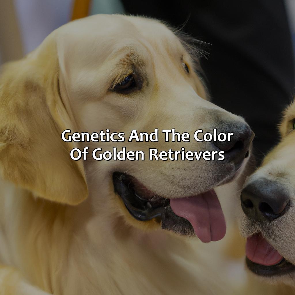 Genetics And The Color Of Golden Retrievers  - What Color Are Golden Retrievers, 