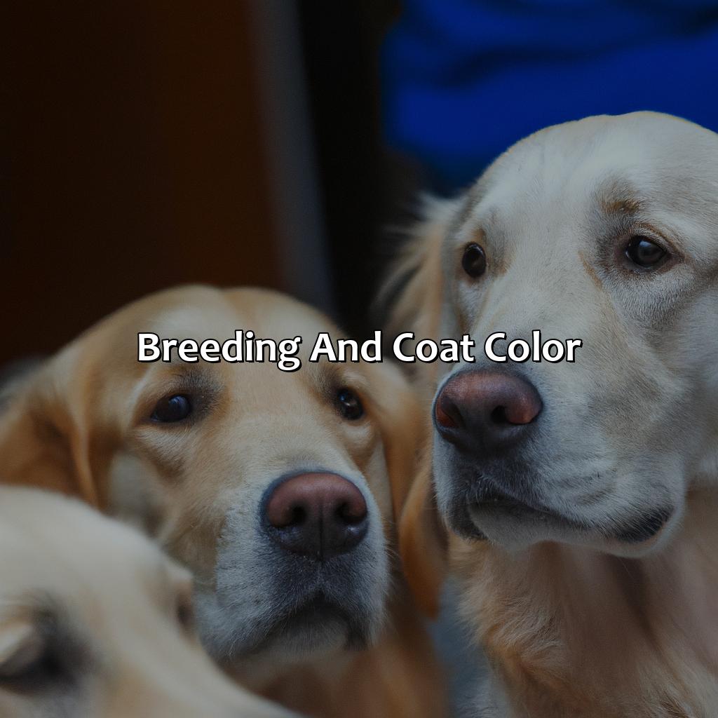Breeding And Coat Color  - What Color Are Golden Retrievers, 