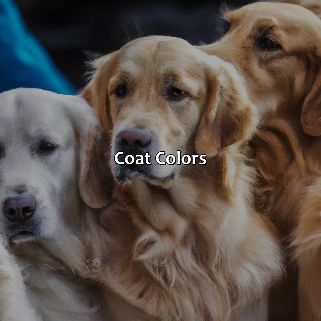 Coat Colors  - What Color Are Golden Retrievers, 