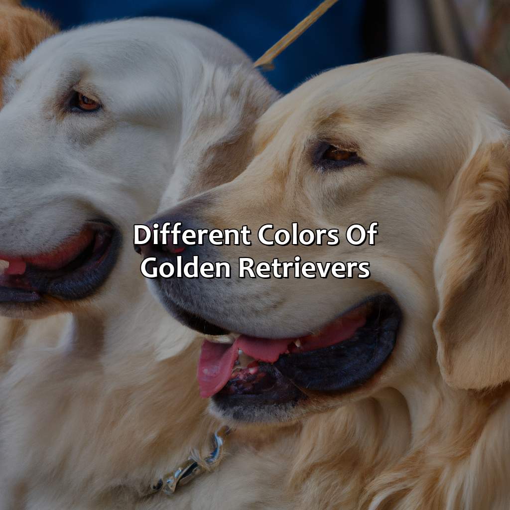 Different Colors Of Golden Retrievers  - What Color Are Golden Retrievers, 