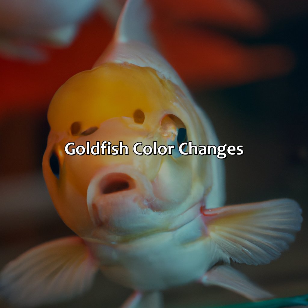 Goldfish Color Changes  - What Color Are Goldfish, 