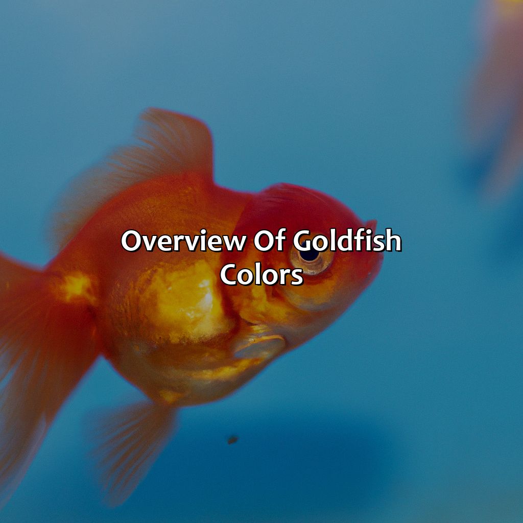 Overview Of Goldfish Colors  - What Color Are Goldfish, 