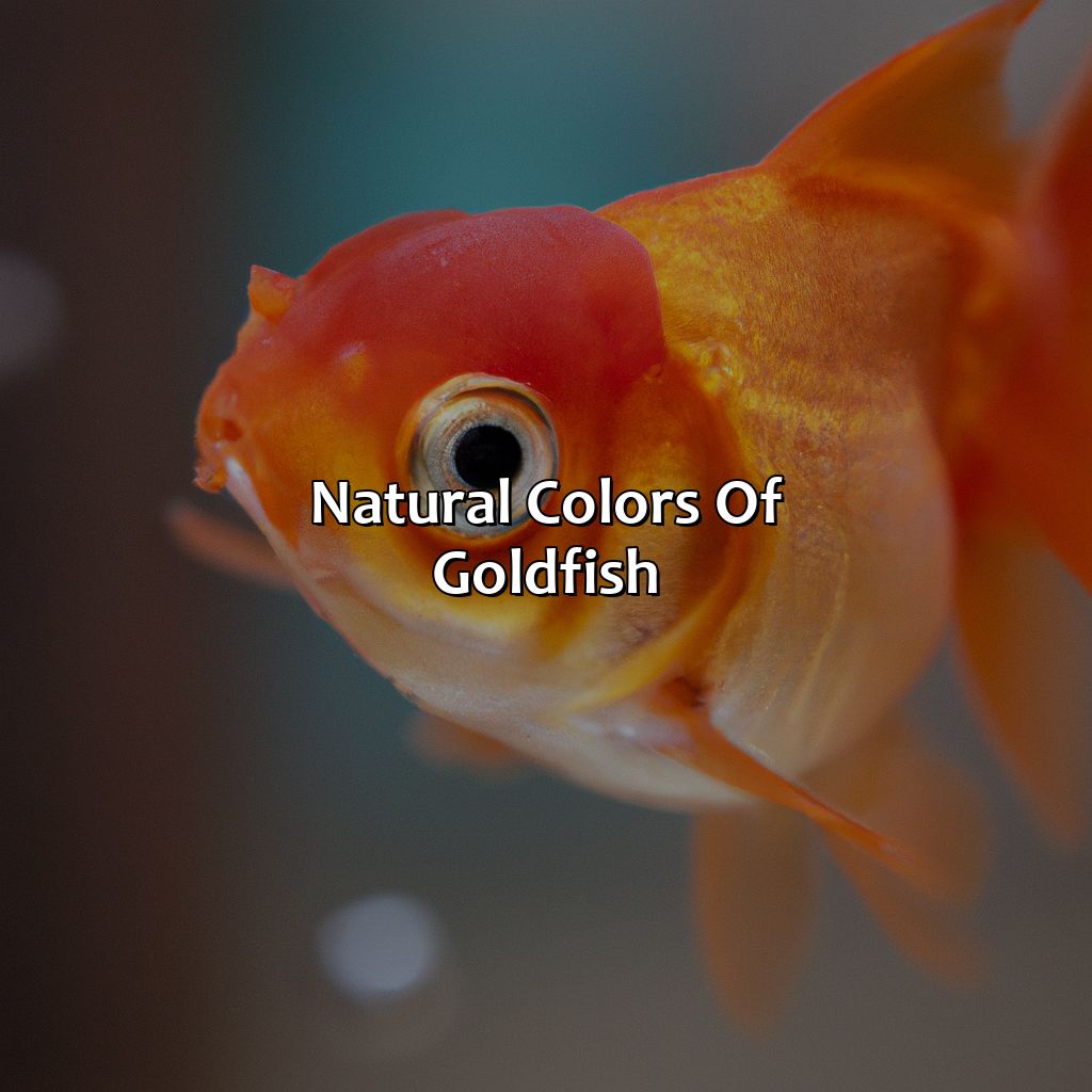 Natural Colors Of Goldfish  - What Color Are Goldfish, 