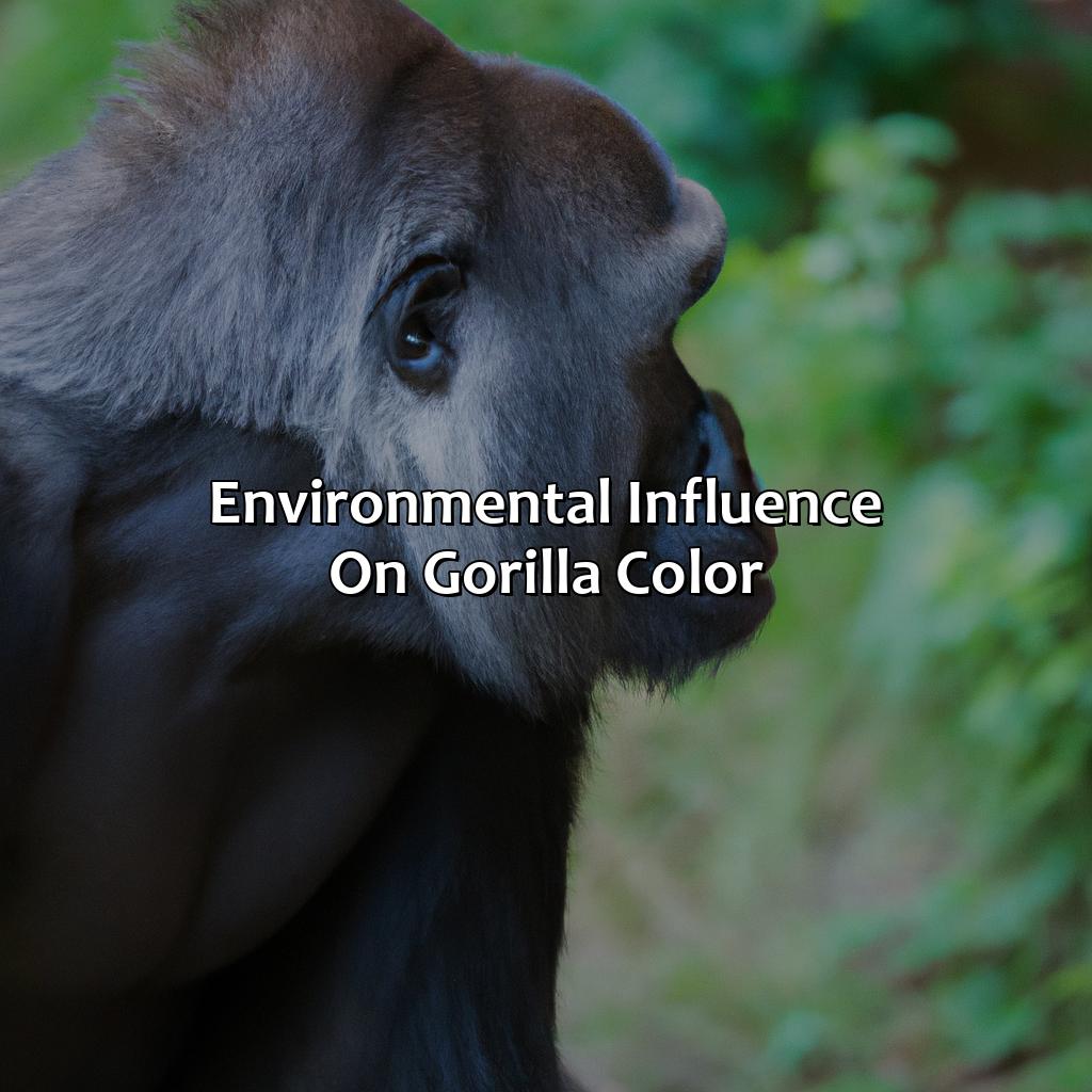 Environmental Influence On Gorilla Color  - What Color Are Gorillas, 
