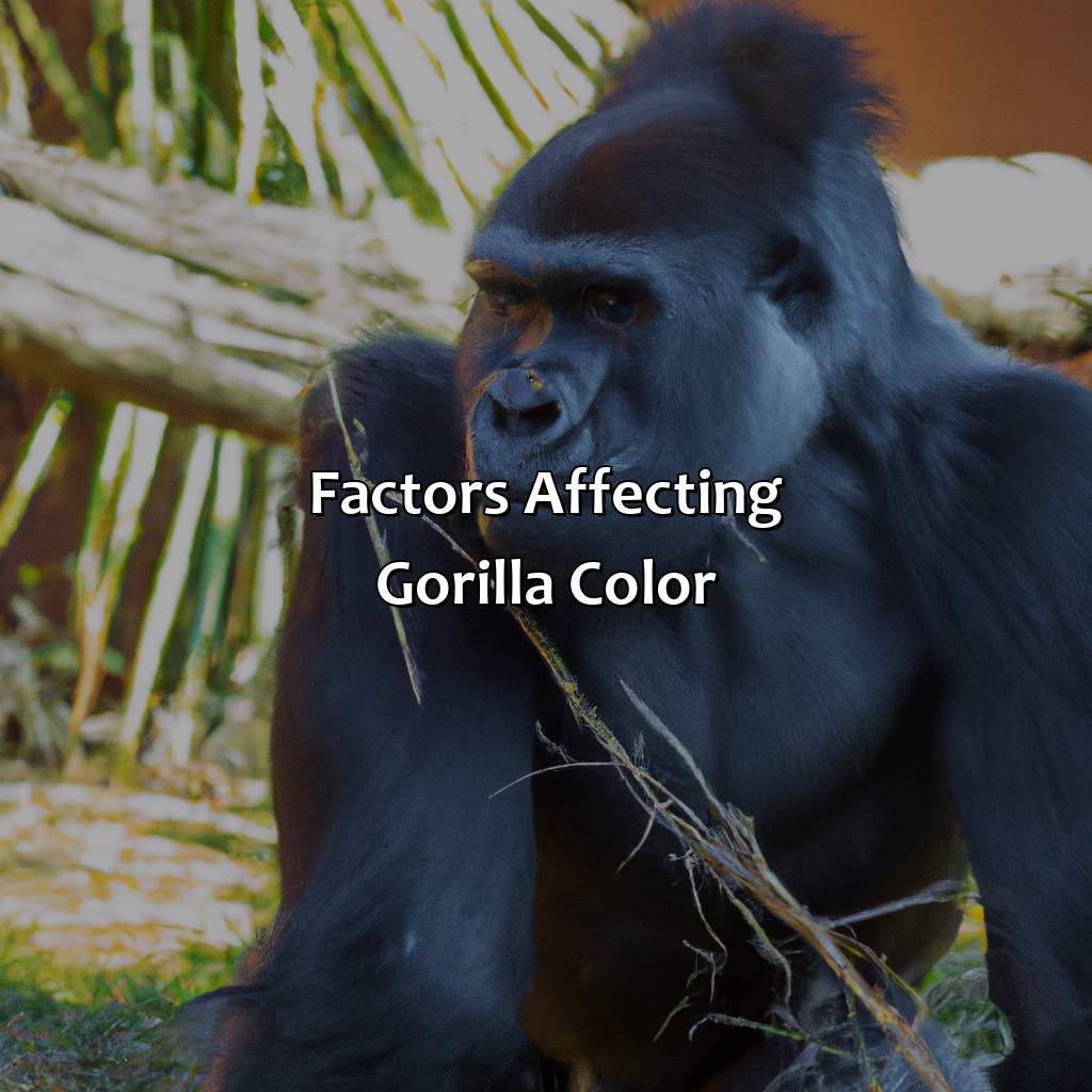 Factors Affecting Gorilla Color  - What Color Are Gorillas, 