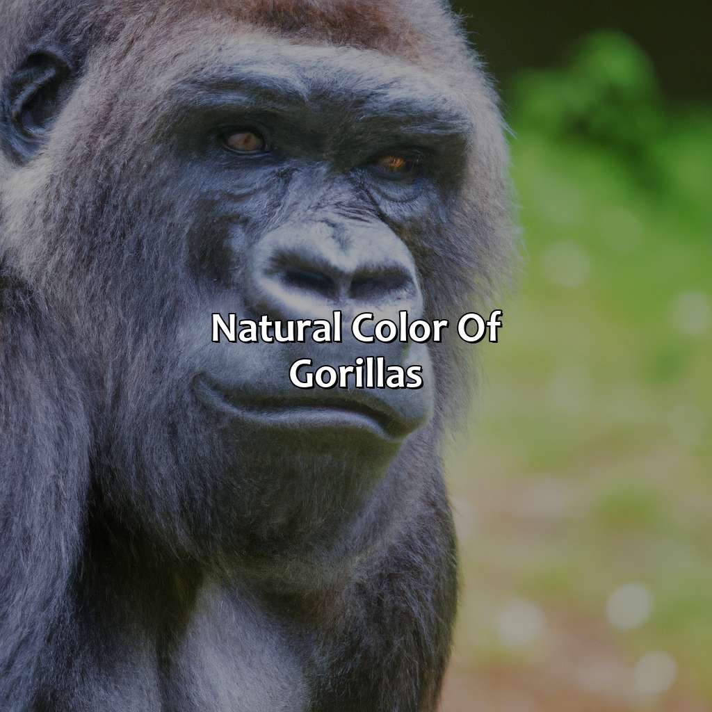 Natural Color Of Gorillas  - What Color Are Gorillas, 