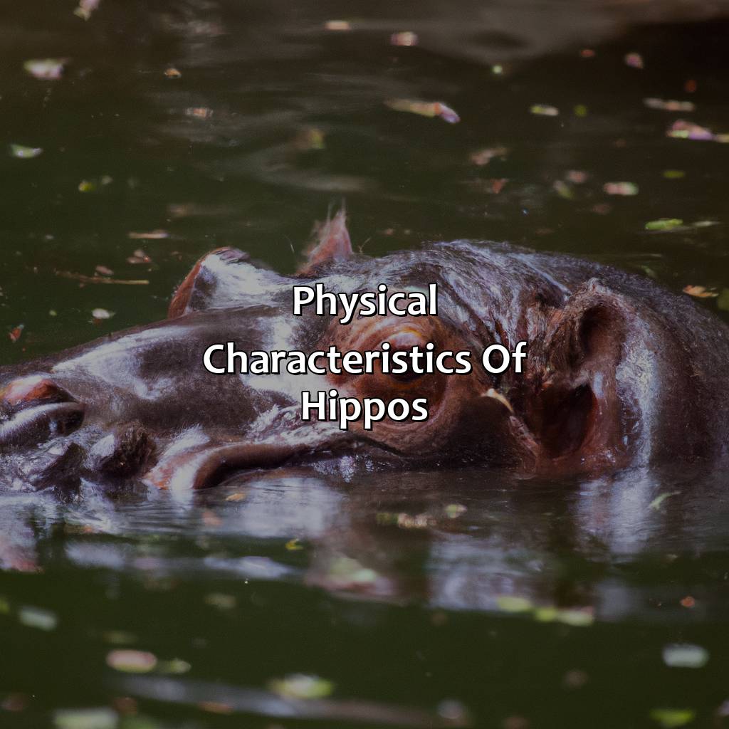 Physical Characteristics Of Hippos  - What Color Are Hippos, 