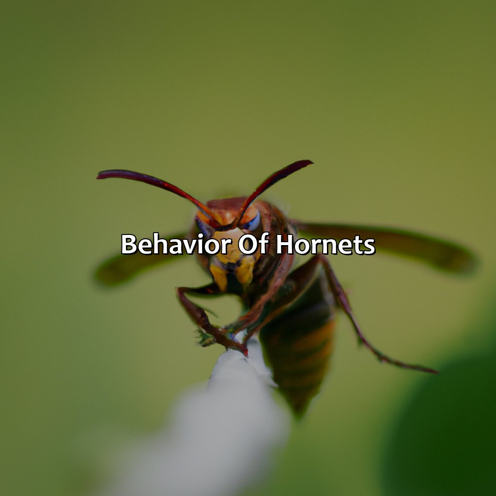 Behavior Of Hornets  - What Color Are Hornets, 
