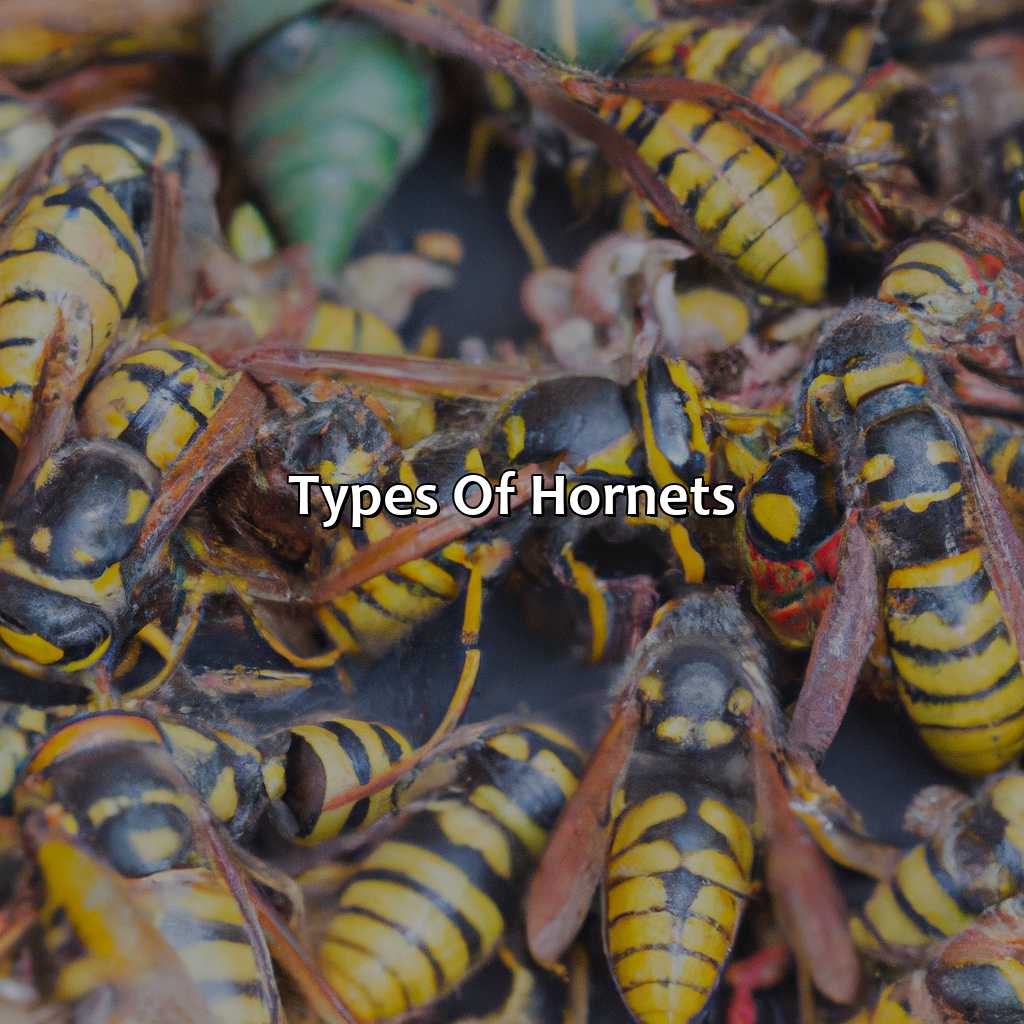 Types Of Hornets  - What Color Are Hornets, 