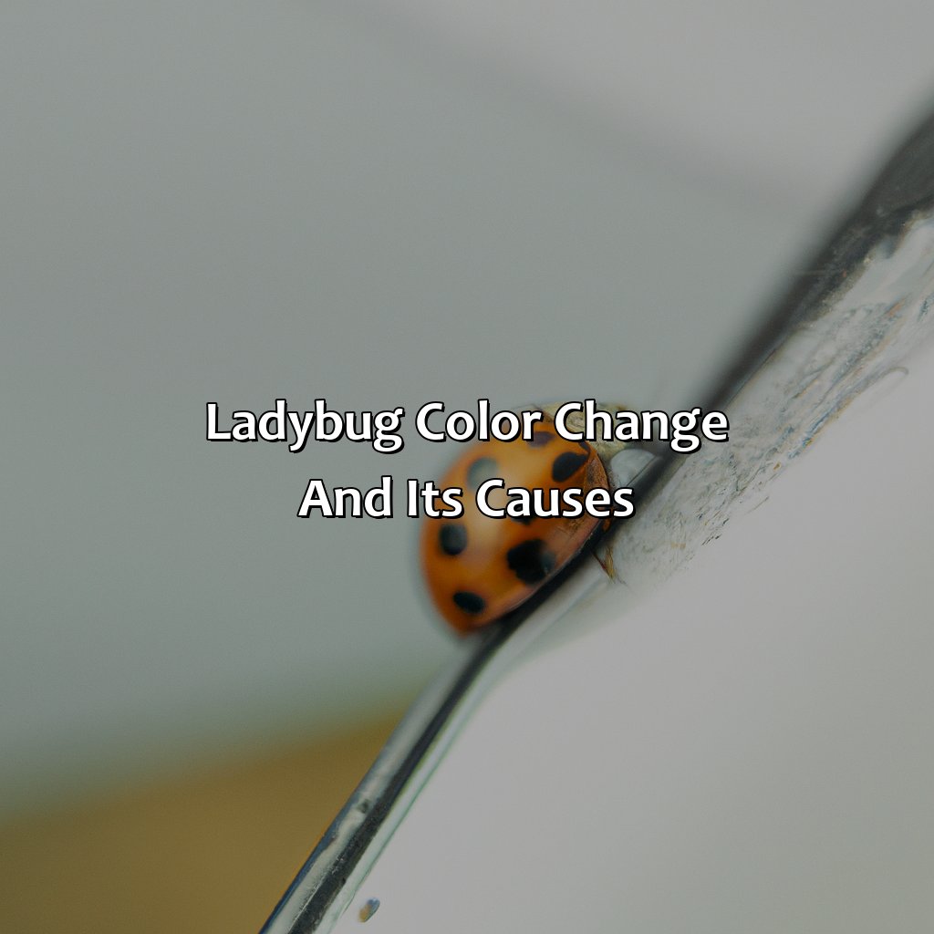 Ladybug Color Change And Its Causes  - What Color Are Ladybugs, 