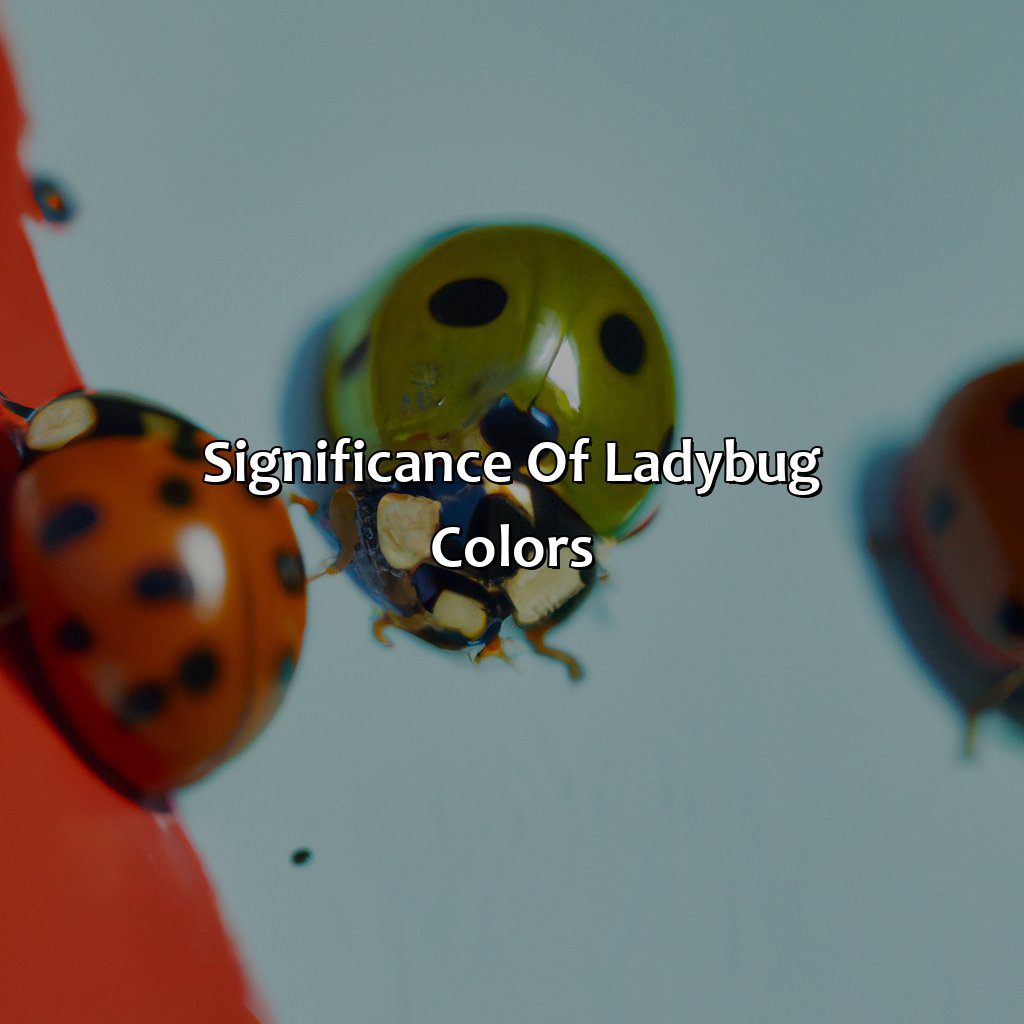 Significance Of Ladybug Colors  - What Color Are Ladybugs, 