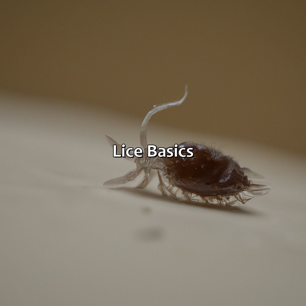 Lice Basics  - What Color Are Lice, 