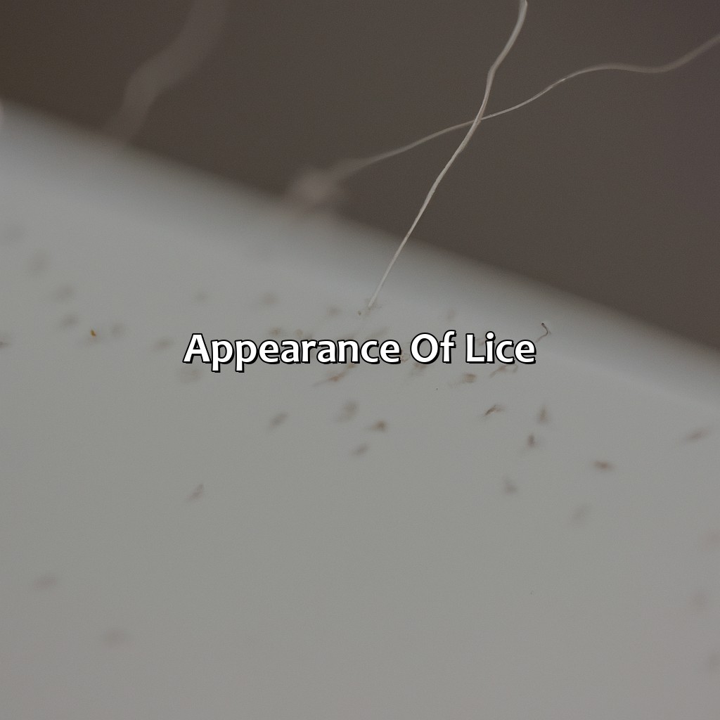 Appearance Of Lice  - What Color Are Lice, 