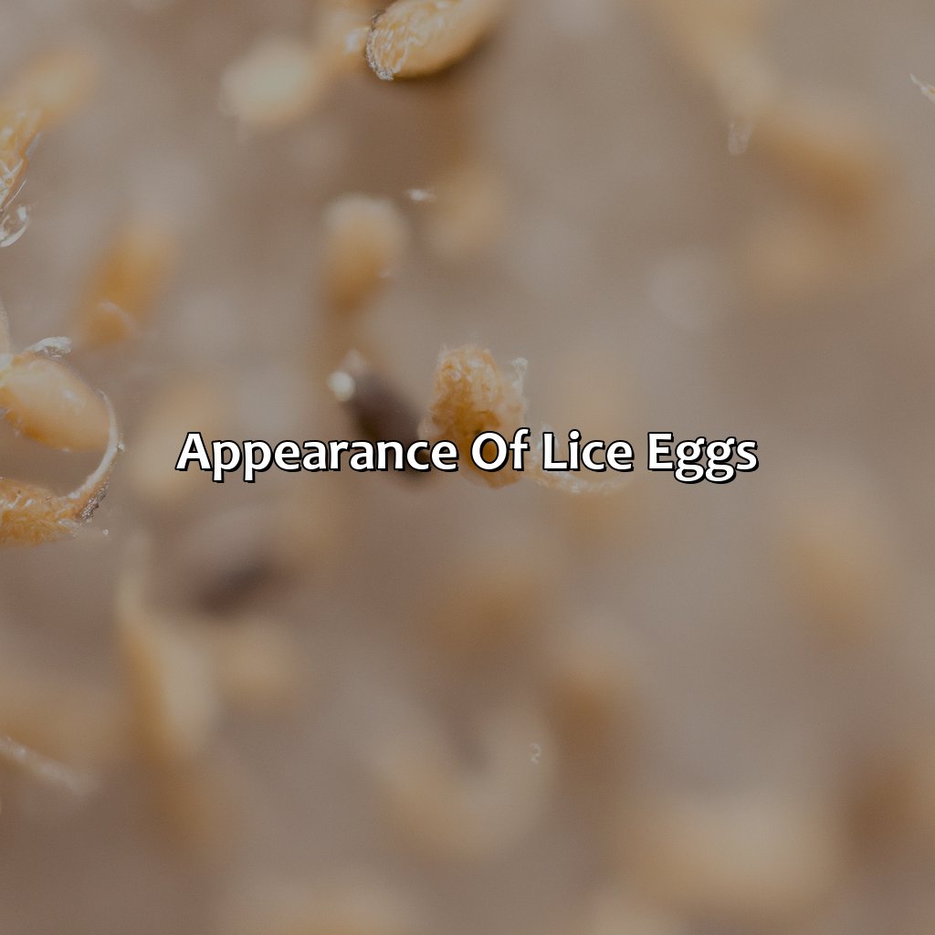 Appearance Of Lice Eggs  - What Color Are Lice Eggs, 