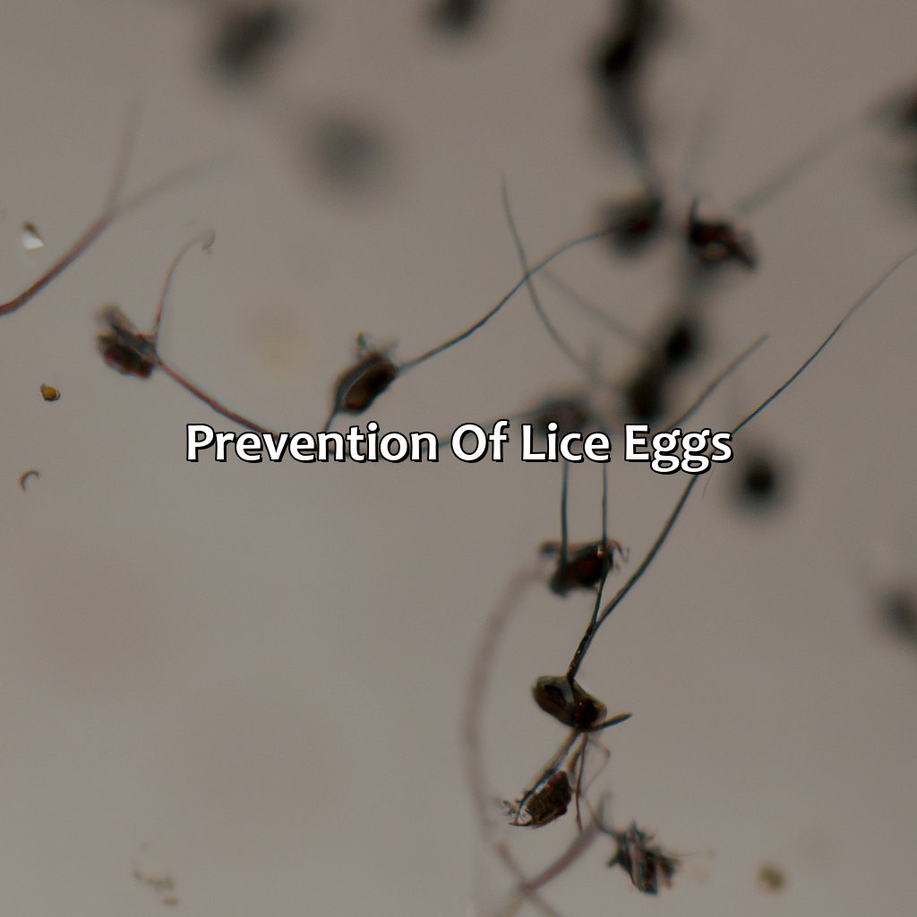 Prevention Of Lice Eggs  - What Color Are Lice Eggs, 