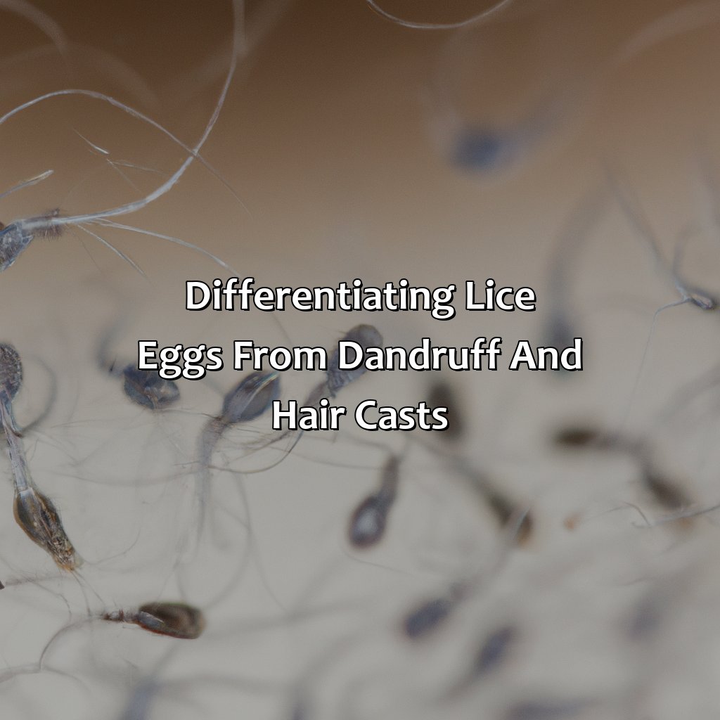 Differentiating Lice Eggs From Dandruff And Hair Casts  - What Color Are Lice Eggs, 
