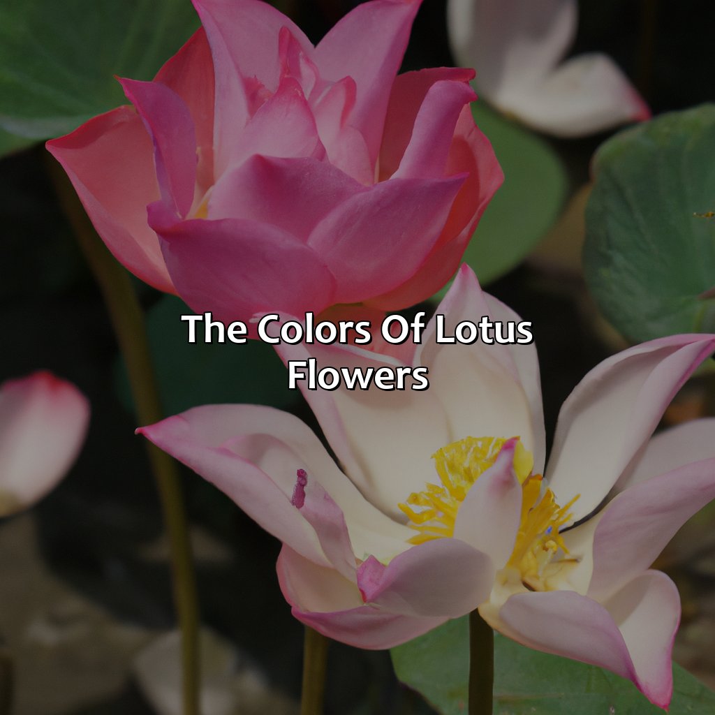 The Colors Of Lotus Flowers  - What Color Are Lotus Flowers, 