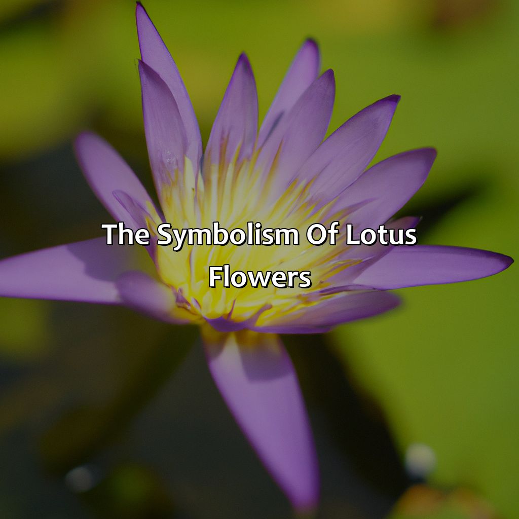 The Symbolism Of Lotus Flowers  - What Color Are Lotus Flowers, 