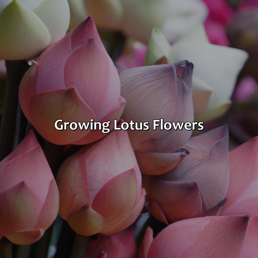 Growing Lotus Flowers  - What Color Are Lotus Flowers, 