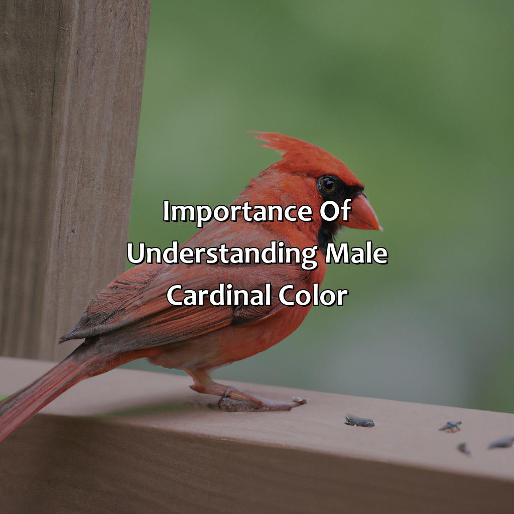 Importance Of Understanding Male Cardinal Color  - What Color Are Male Cardinals, 