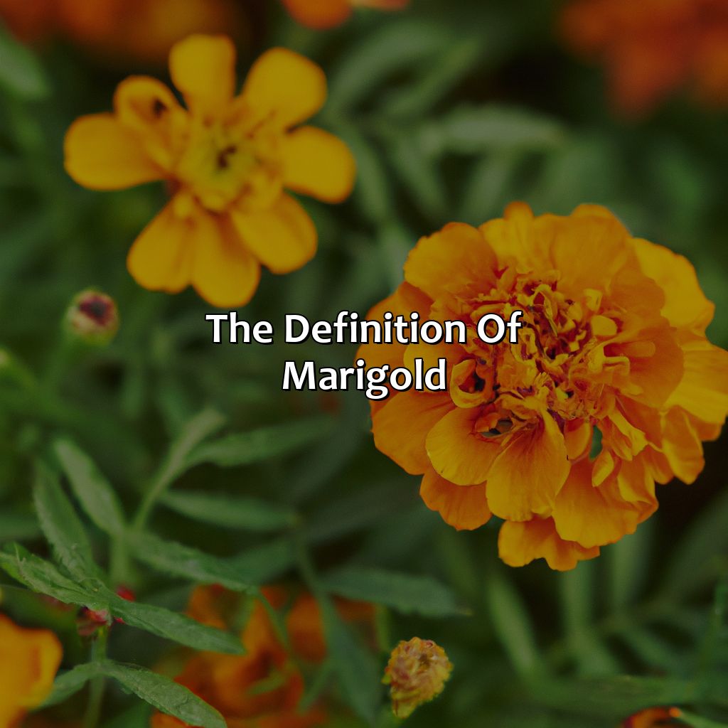 The Definition Of Marigold  - What Color Are Marigolds, 