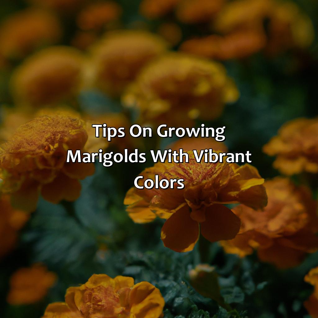 Tips On Growing Marigolds With Vibrant Colors  - What Color Are Marigolds, 