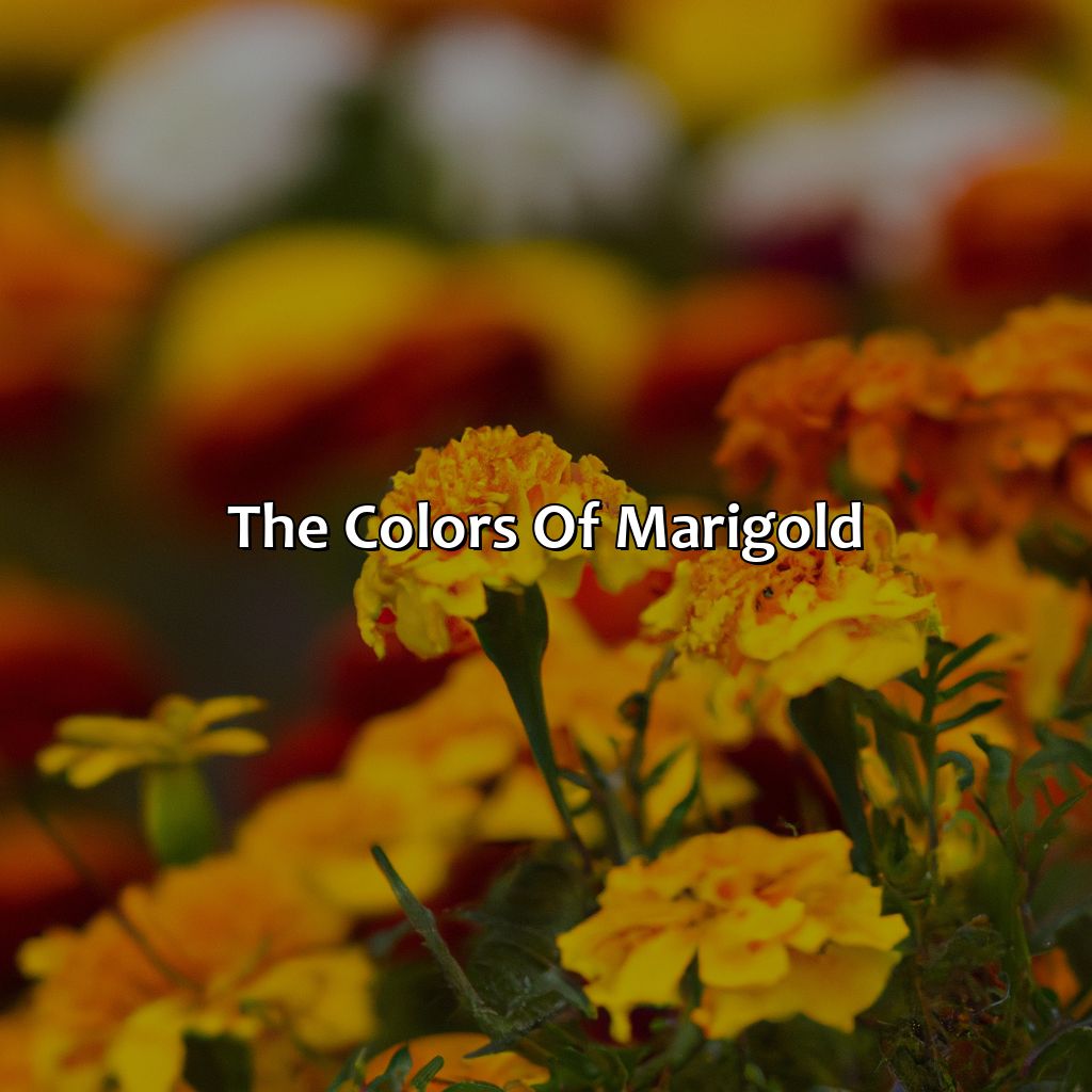 The Colors Of Marigold  - What Color Are Marigolds, 