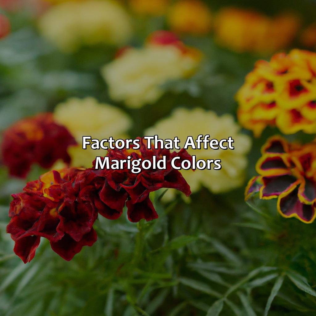 Factors That Affect Marigold Colors  - What Color Are Marigolds, 