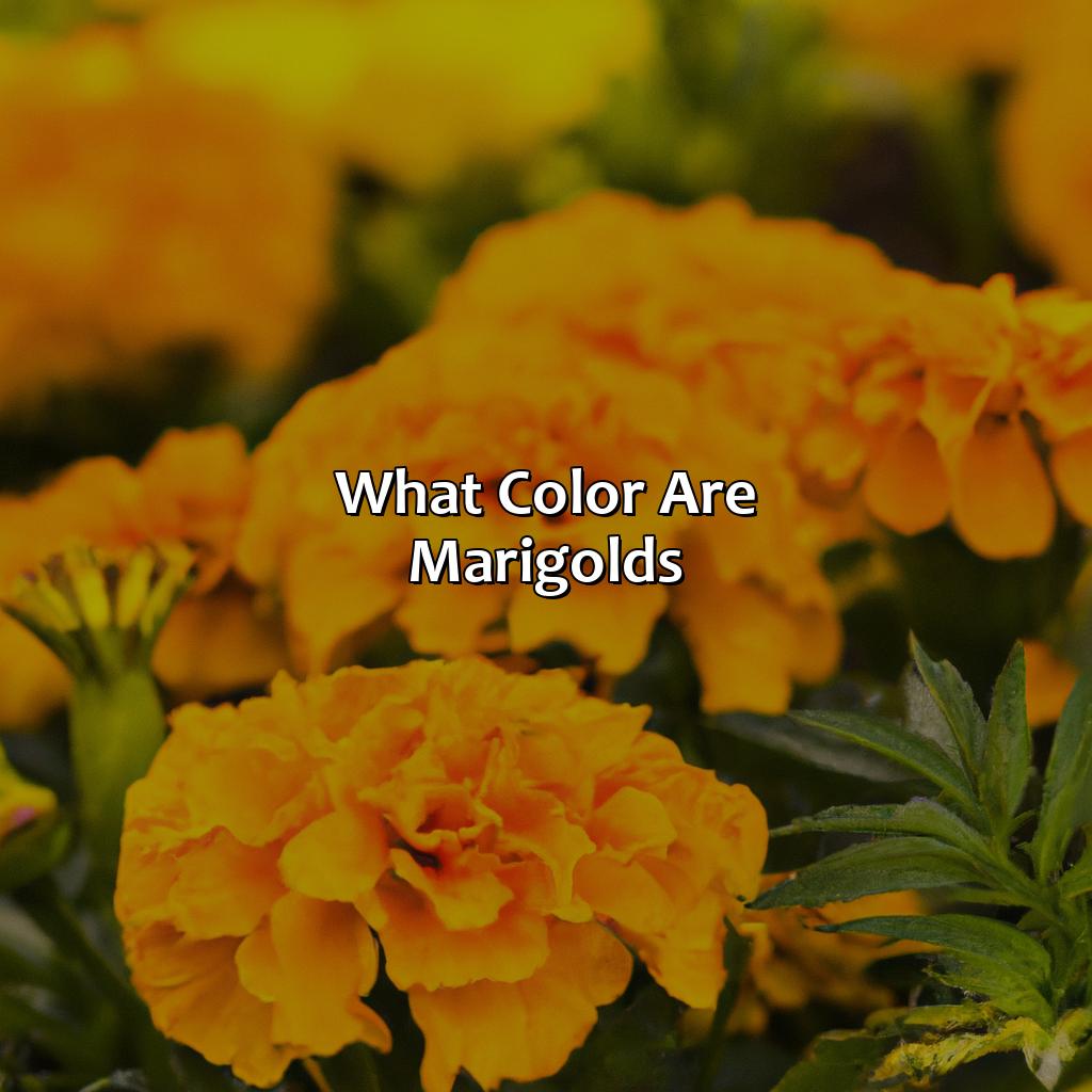 What Color Are Marigolds - colorscombo.com
