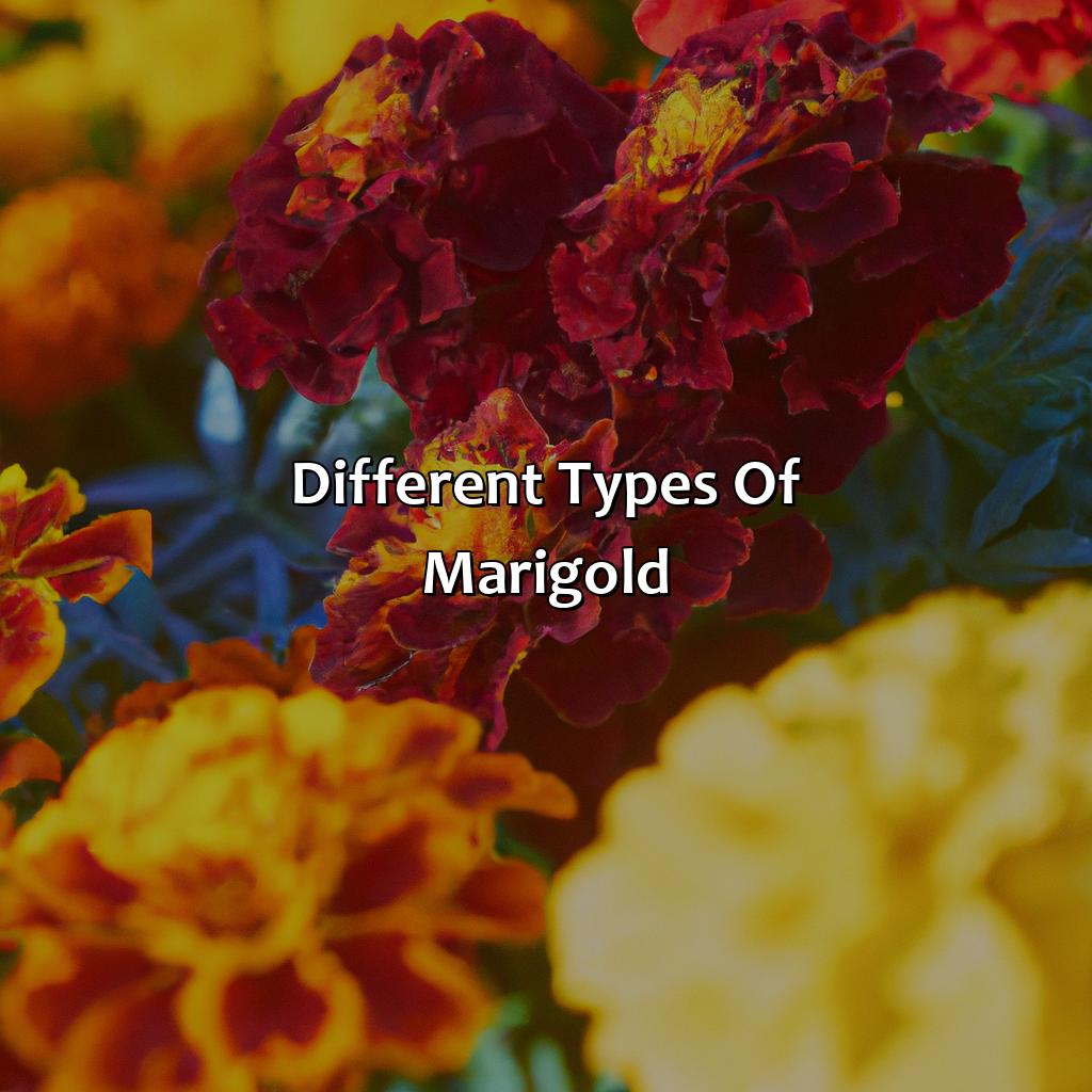 Different Types Of Marigold  - What Color Are Marigolds, 