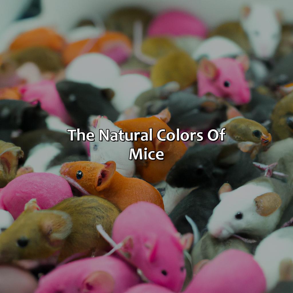 The Natural Colors Of Mice  - What Color Are Mice, 