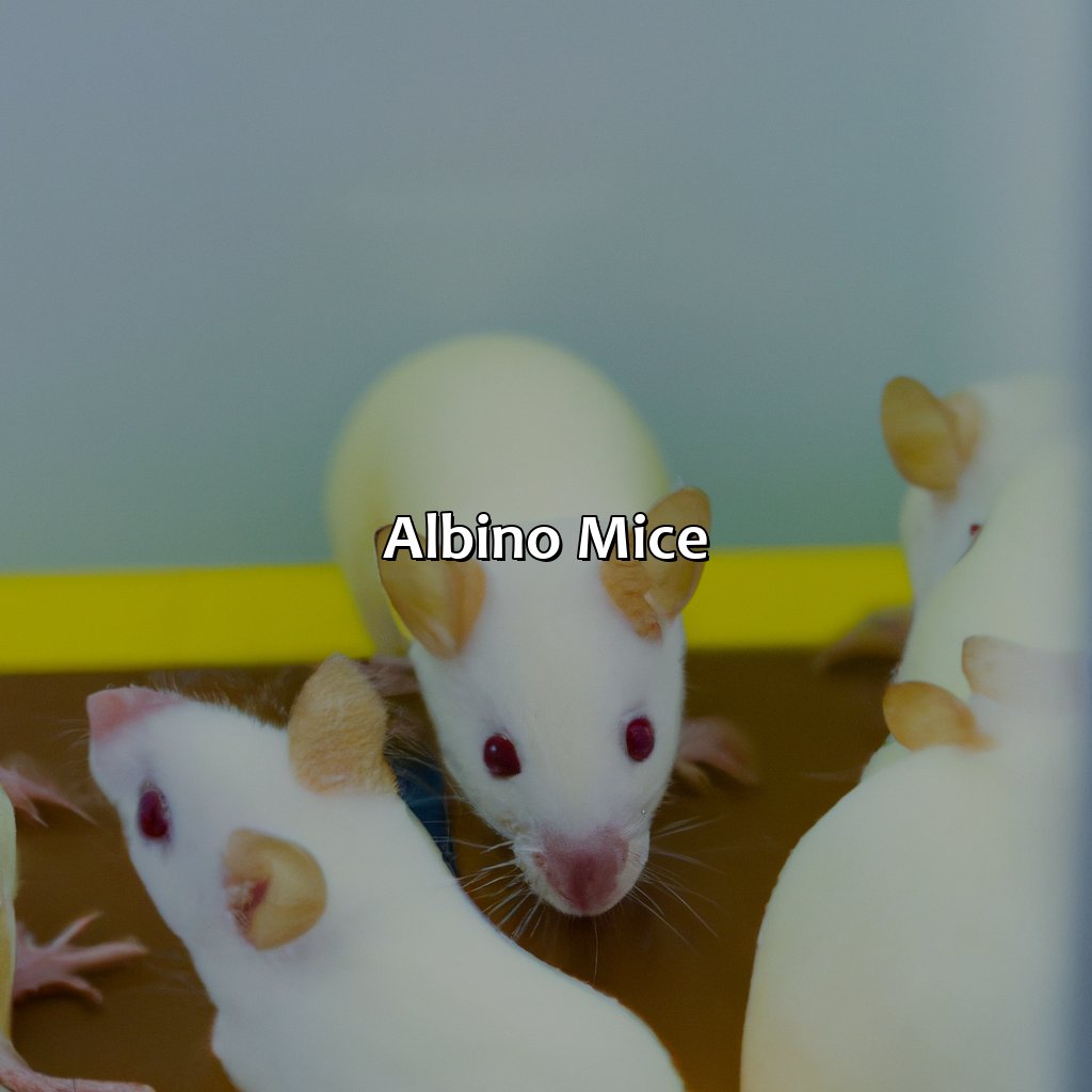 Albino Mice  - What Color Are Mice, 