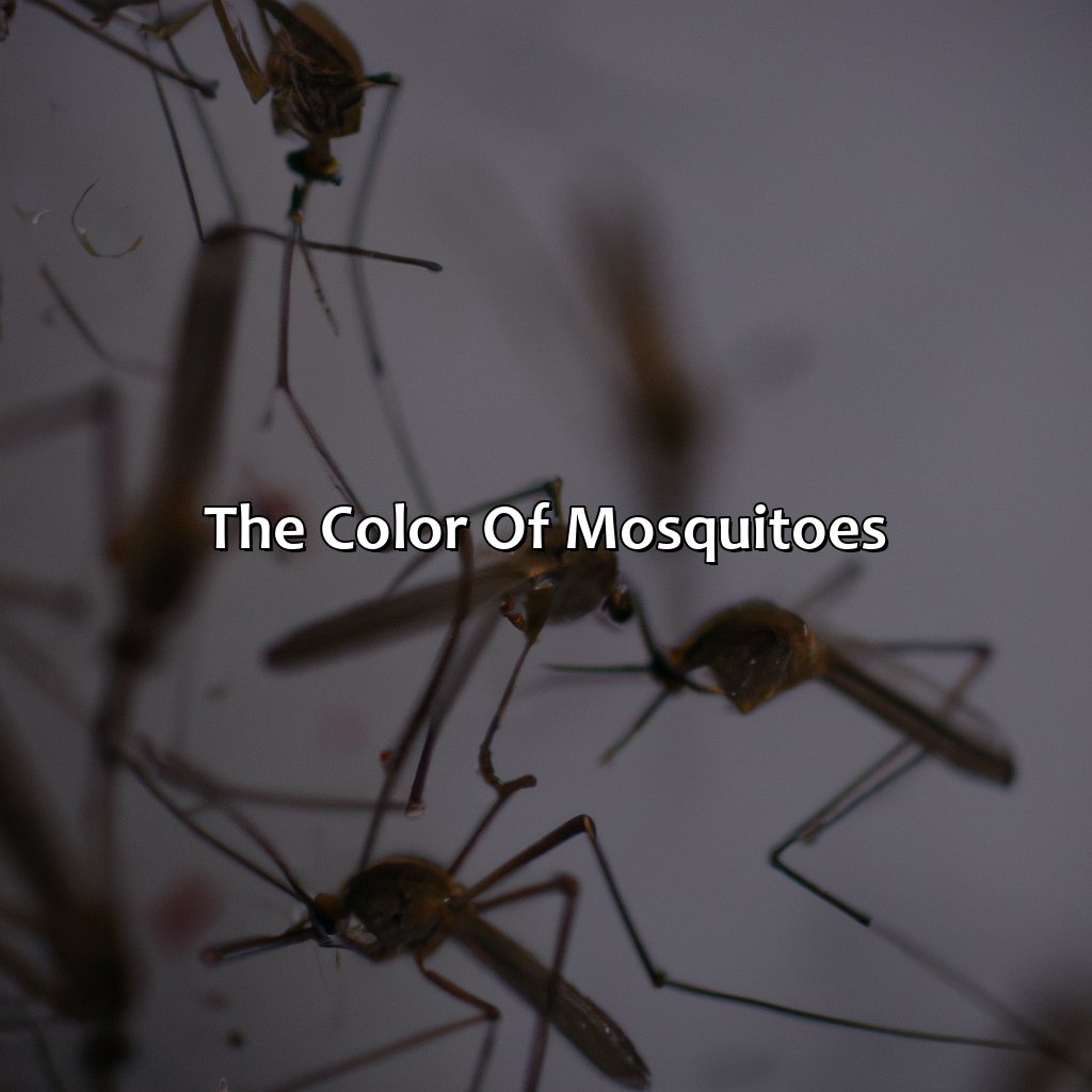 The Color Of Mosquitoes  - What Color Are Mosquitoes, 