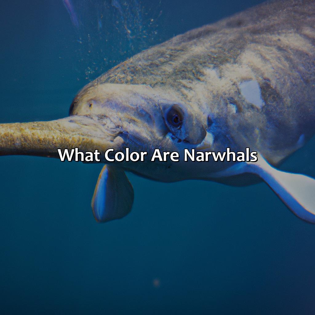 What Color Are Narwhals - colorscombo.com
