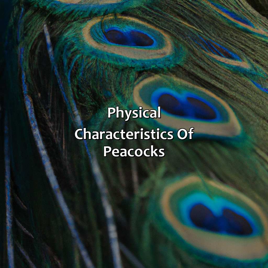 Physical Characteristics Of Peacocks  - What Color Are Peacocks, 