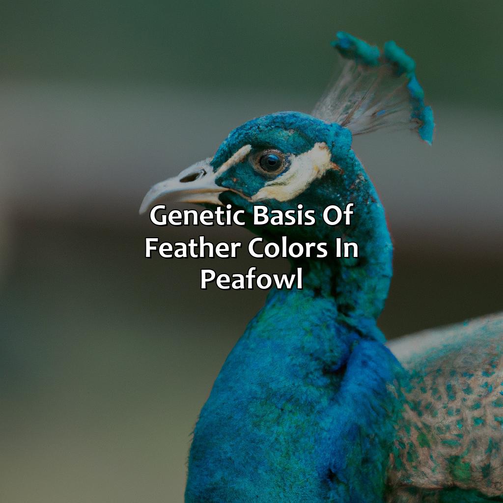 Genetic Basis Of Feather Colors In Peafowl  - What Color Are Peacocks, 