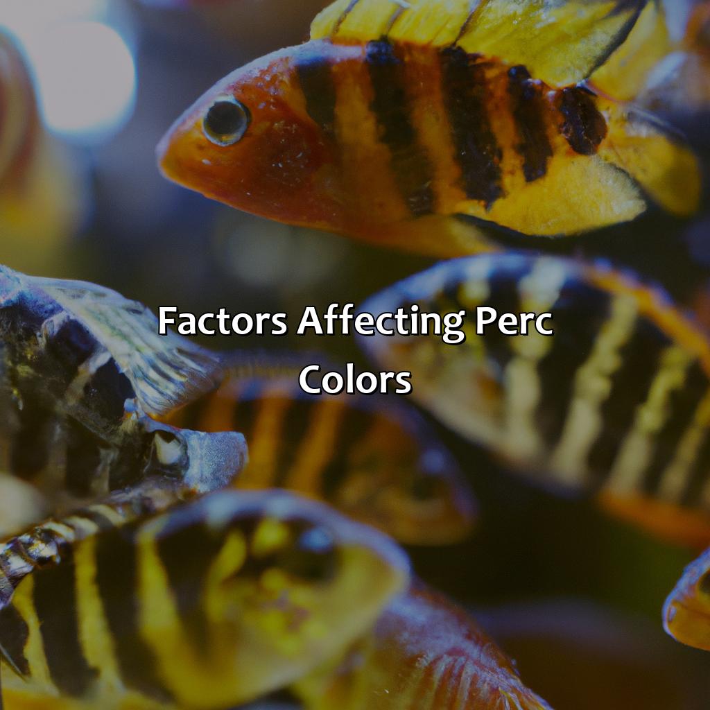 Factors Affecting Perc Colors  - What Color Are Percs, 