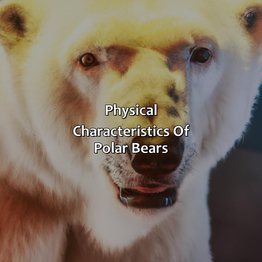 Physical Characteristics Of Polar Bears  - What Color Are Polar Bears, 