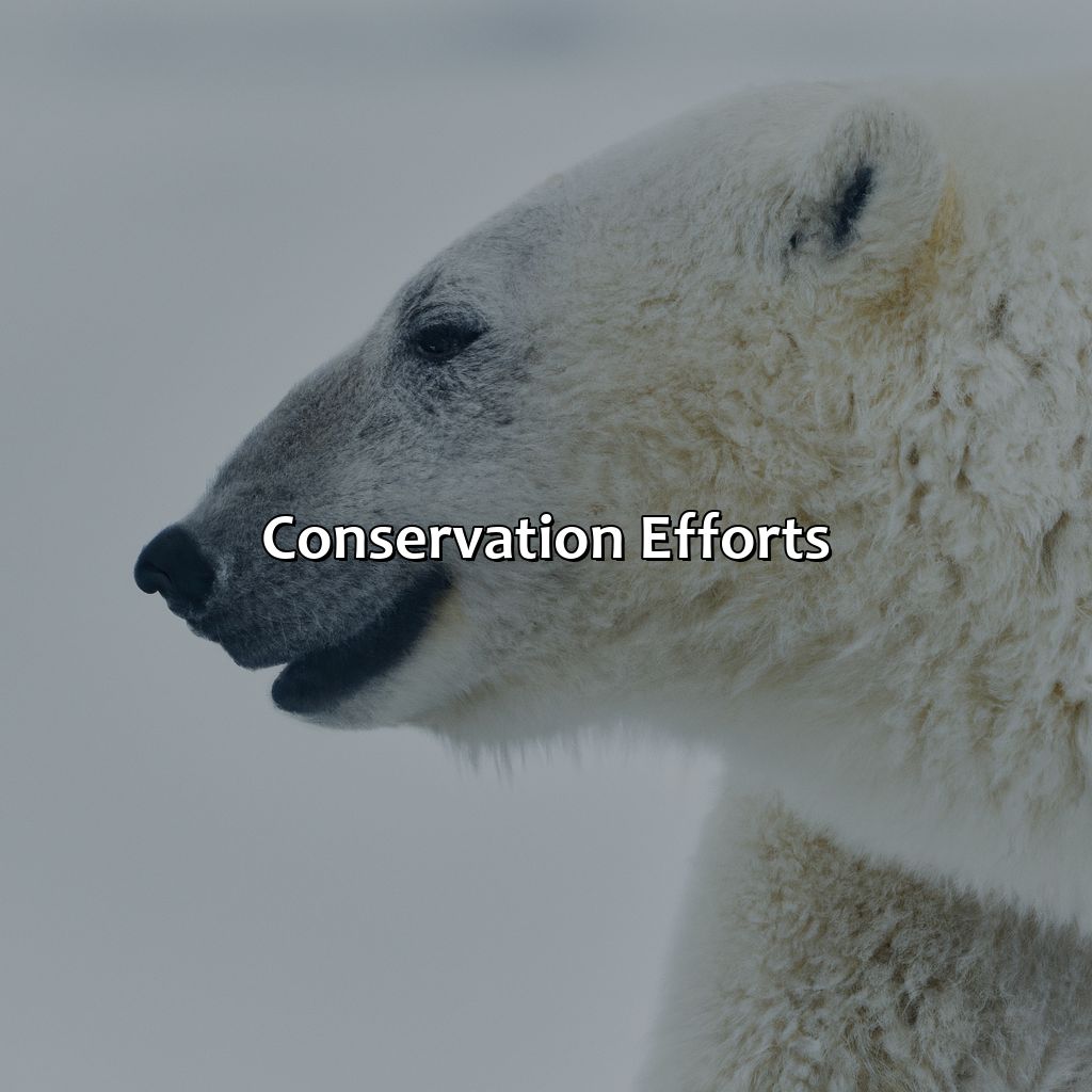 Conservation Efforts  - What Color Are Polar Bears, 