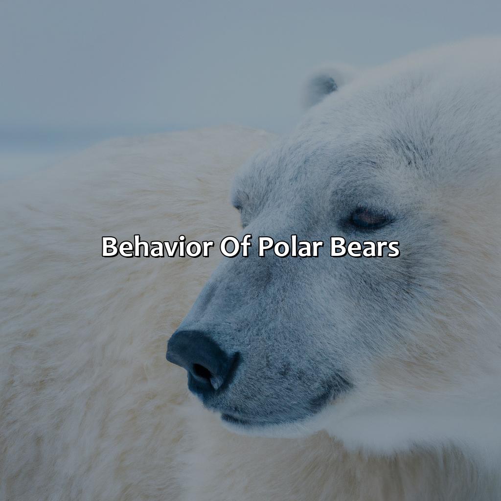 Behavior Of Polar Bears  - What Color Are Polar Bears, 