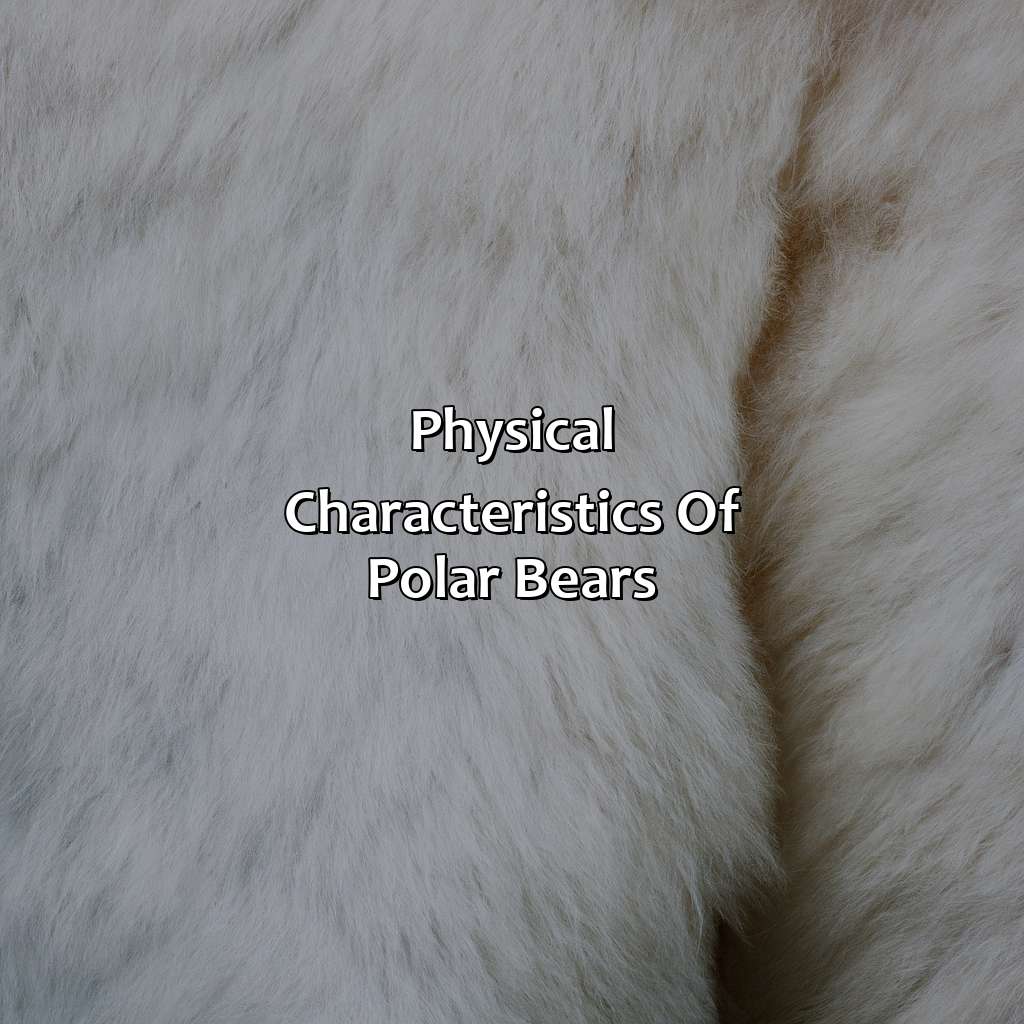 Physical Characteristics Of Polar Bears - What Color Are Polar Bears Fur, 